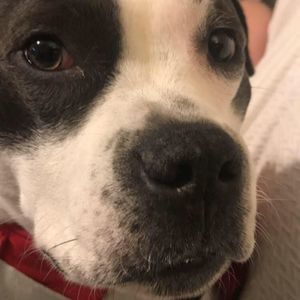 Meet your Posher, Blaise